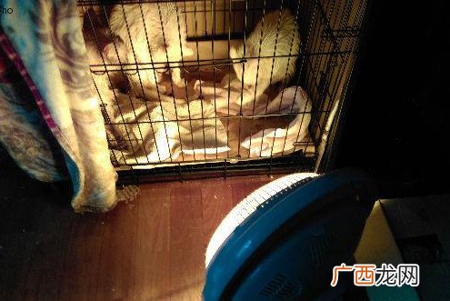 猫洗澡不让吹毛怎么办 帮猫咪无痛烘干法