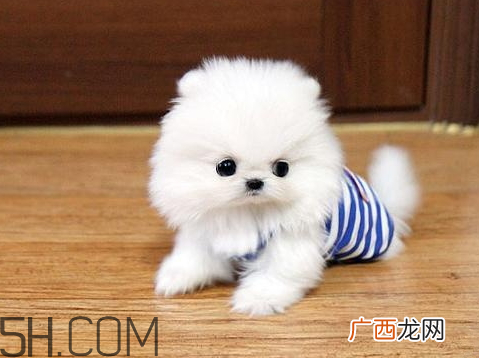 叫馒头的狗是什么品种 段子里的馒头是什么狗