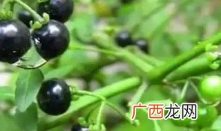 龙葵有什么作用 龙葵的作用