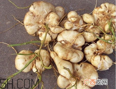 土瓜不能和什么一起吃 土瓜和什么相克