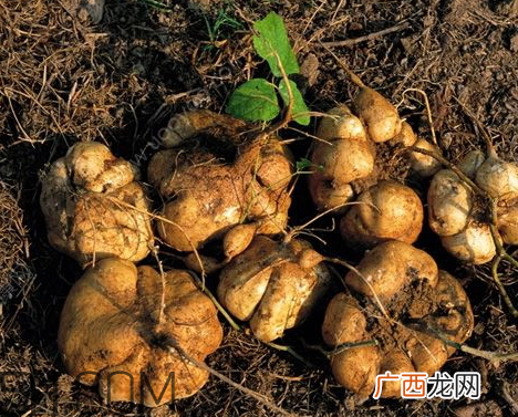 白地瓜什么时候收获 白地瓜什么季节成熟