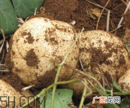 白地瓜什么时候种植 白地瓜怎么种植