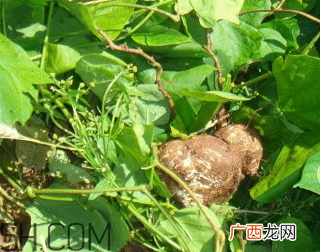 白地瓜什么时候种植 白地瓜怎么种植