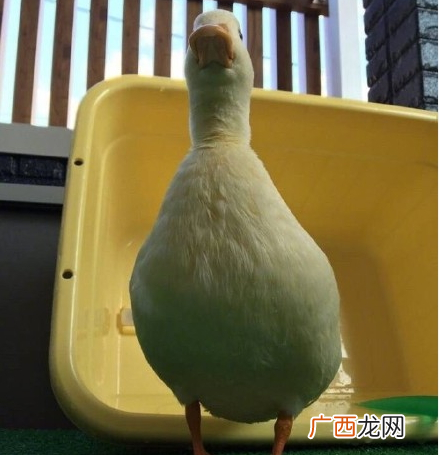 吸鸭表情包 吸鸭动图
