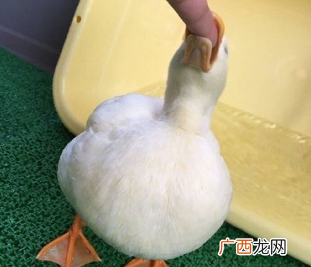 吸鸭表情包 吸鸭动图