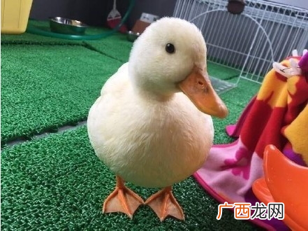 吸鸭表情包 吸鸭动图