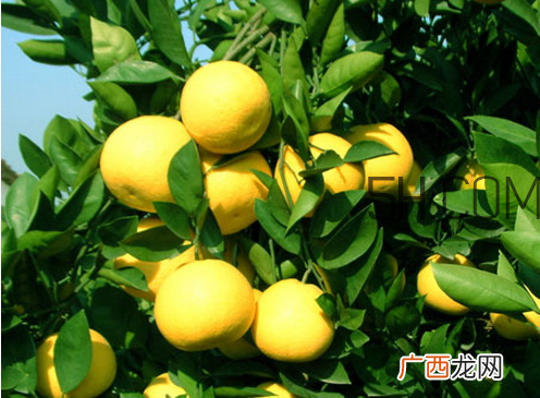 胡柚什么时候成熟 胡柚好吃吗