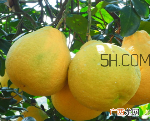 沙田柚什么时候成熟 沙田柚什么时候上市