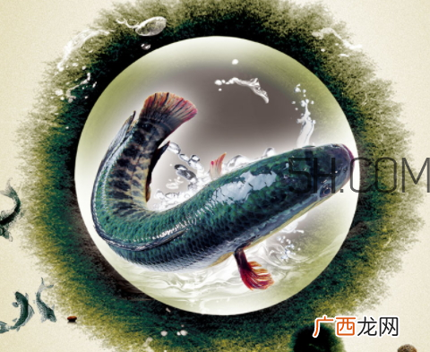 黑鱼为什么会变色 黑鱼变色是怎么回事
