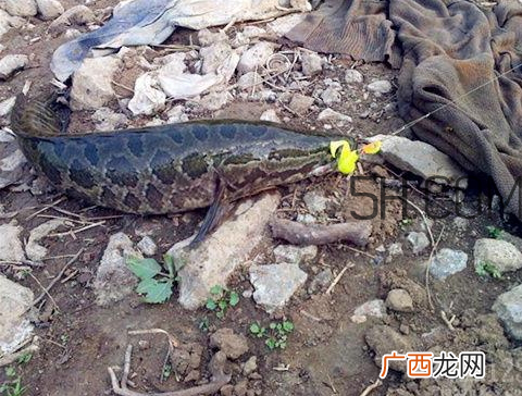 黑鱼为什么会变色 黑鱼变色是怎么回事