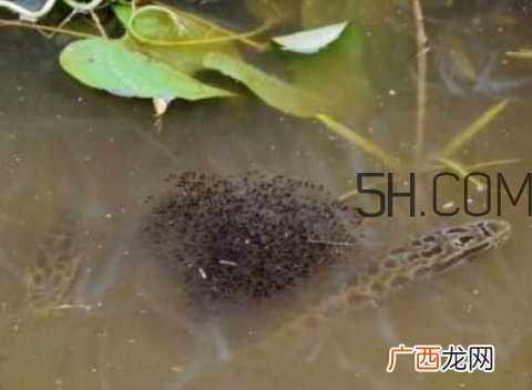 黑鱼为什么会变色 黑鱼变色是怎么回事
