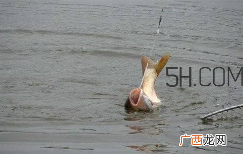 鲢鳙什么时候好钓 鲢鳙什么天气钓最好
