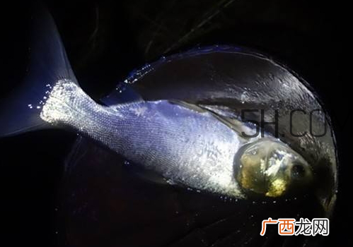 鲢鳙什么时候好钓 鲢鳙什么天气钓最好
