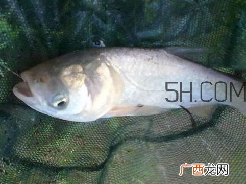 鲢鳙怎么钓 鲢鳙钓多深