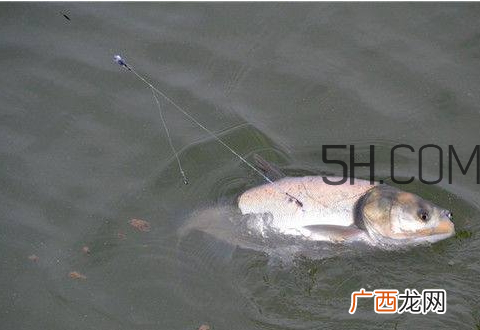 鲢鳙怎么钓 鲢鳙钓多深