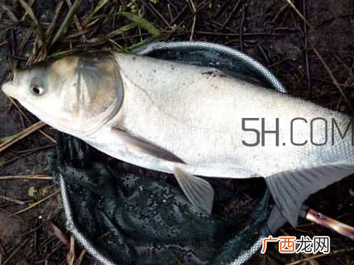鲢鳙为什么不开口 鲢鳙不开口怎么办