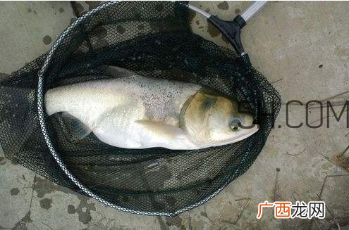 鲢鳙为什么不开口 鲢鳙不开口怎么办
