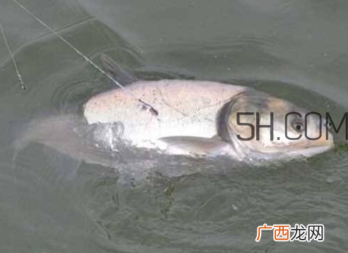 鲢鳙为什么不开口 鲢鳙不开口怎么办