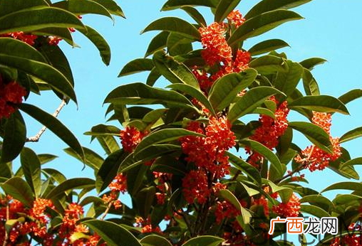 桂花树可以插活吗 桂花树可以插枝栽培吗