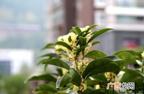 桂花树可以插活吗 桂花树可以插枝栽培吗