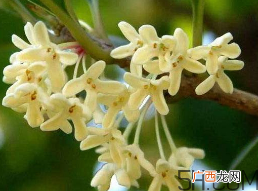 桂花树可以插活吗 桂花树可以插枝栽培吗