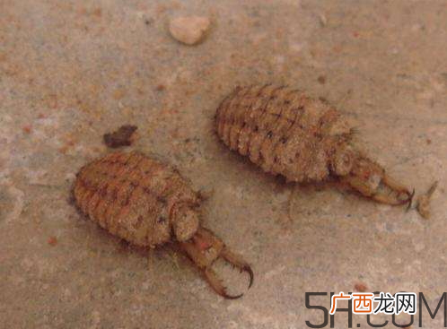 沙牛的功效与作用 沙牛的作用与价格