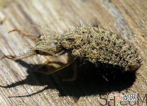 沙牛的功效与作用 沙牛的作用与价格
