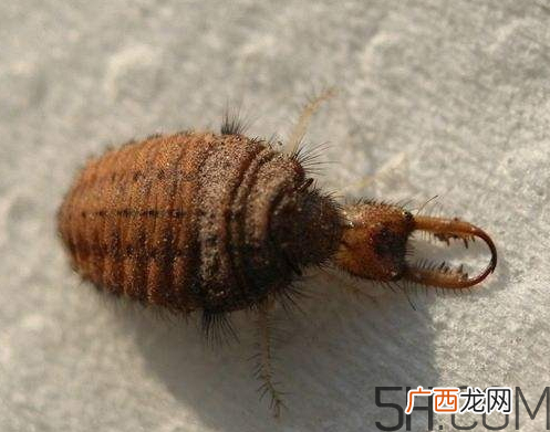 沙牛的功效与作用 沙牛的作用与价格