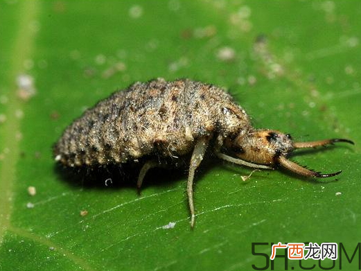 蚁狮怎么养 蚁狮的养殖方法