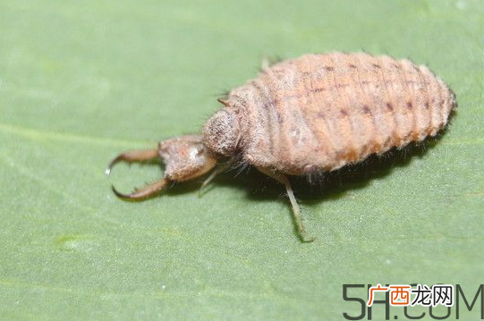 蚁狮怎么养 蚁狮的养殖方法