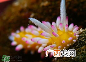 海蛞蝓可以当宠物养吗？ 海蛞蝓多少钱一只？