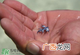 海蛞蝓可以当宠物养吗？ 海蛞蝓多少钱一只？