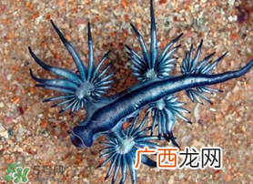 海蛞蝓可以当宠物养吗？ 海蛞蝓多少钱一只？