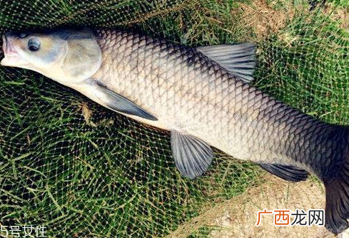 青鱼是淡水鱼还是海鱼 青鱼的介绍