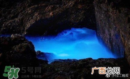 浙江多地惊现蓝眼泪现象 蓝眼泪是什么？