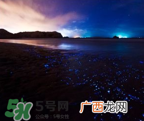 浙江多地惊现蓝眼泪现象 蓝眼泪是什么？