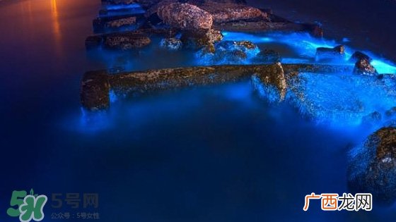 浙江多地惊现蓝眼泪现象 蓝眼泪是什么？