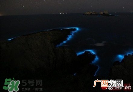 浙江多地惊现蓝眼泪现象 蓝眼泪是什么？