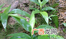 淡竹叶的功效与作用 淡竹叶有什么功效？
