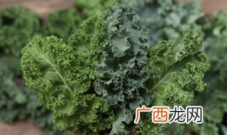 羽衣甘蓝榨汁要不要焯水 羽衣甘蓝榨汁要先焯水的吗