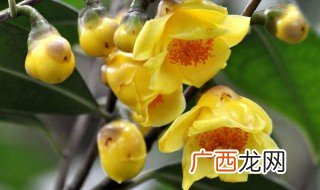 金花茶的功效和作用与禁忌 金花茶有哪些功效作用与禁忌