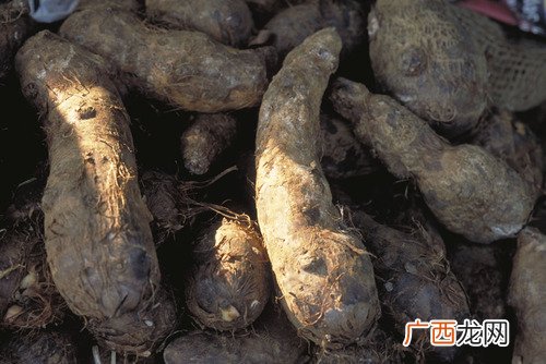 削芋头怎么预防手痒 新鲜芋头挑选方法