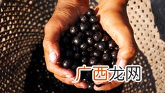 最健康的水果是什么 巴西莓的功效