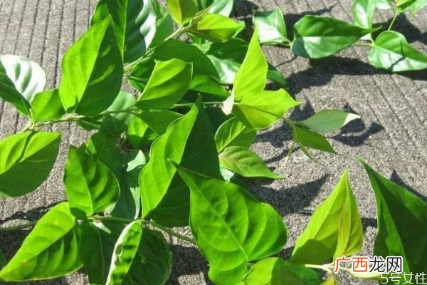 什么人群不能吃大茶药呢 吃大茶药会中毒吗
