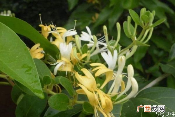 什么人群不能吃大茶药呢 吃大茶药会中毒吗