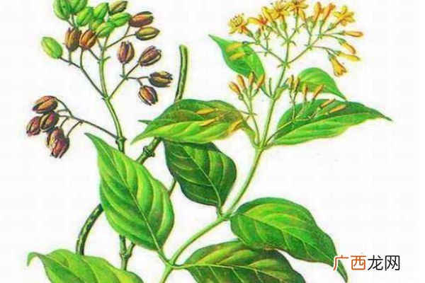 什么人群不能吃大茶药呢 吃大茶药会中毒吗