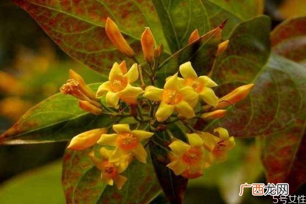 什么是大茶药呢 大茶药有什么作用呢
