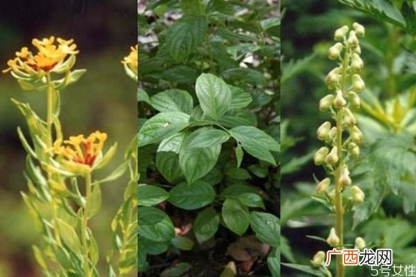 什么是大茶药呢 大茶药有什么作用呢