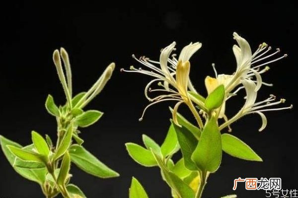 什么是大茶药呢 大茶药有什么作用呢