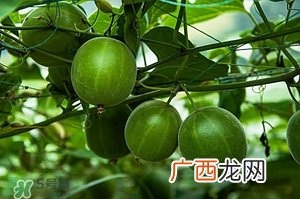 上火吃是什么降火快 春天吃什么降火最快